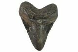 Bargain, Fossil Megalodon Tooth - North Carolina #91616-1